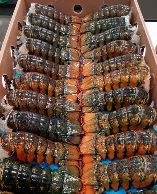 Raw lobster tails packed in a carton on arrival