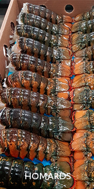 Homards Européens et Américains